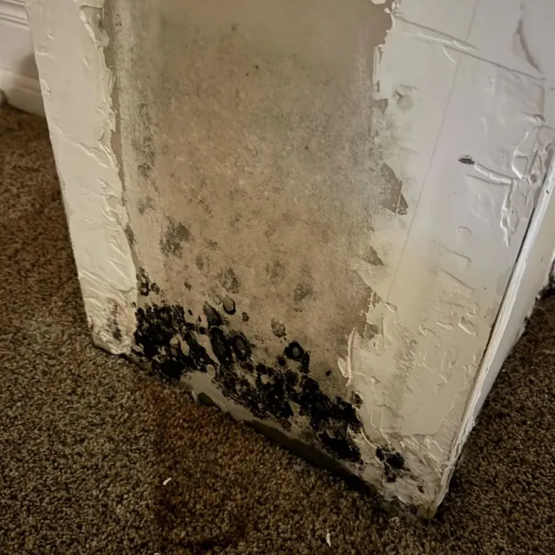 Professional Mold Removal in Rankin County, MS